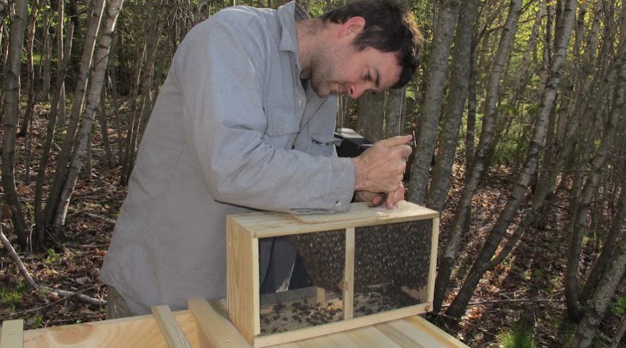 Bees Before Breakfast – Adventures in Novice Beekeeping